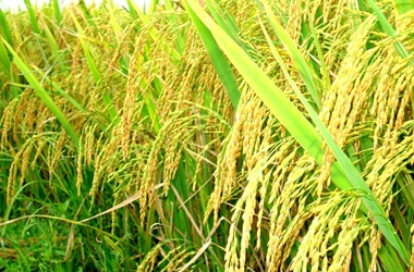 ỨNG DỤNG BỘT ĐÁ TRONG NÔNG NGHIỆP